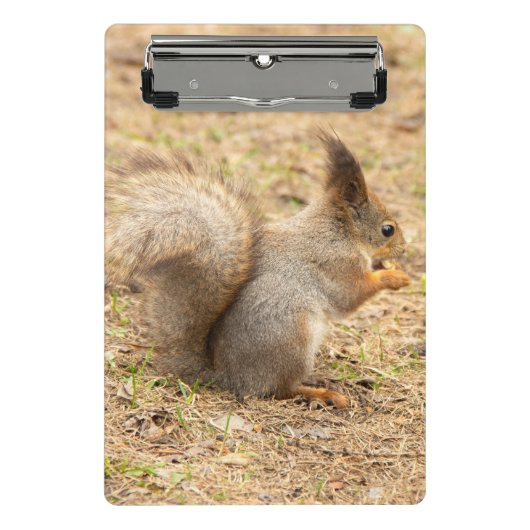 De eekhoorn eet een moerfoto mini klembord (Voorkant)