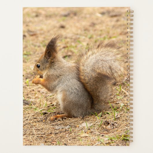 De eekhoorn eet een moerfoto planner (Achterkant)