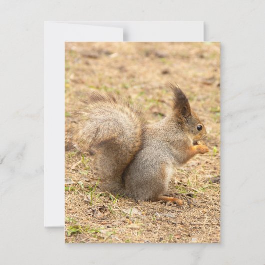 De eekhoorn eet een moerfoto RSVP kaartje (Voorkant)