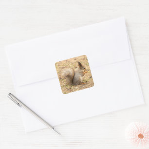 De eekhoorn eet een moerfoto vierkante sticker