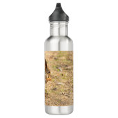 De eekhoorn eet een moerfoto waterfles  (Rechts)