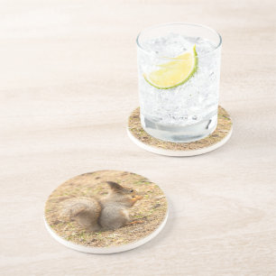 De eekhoorn eet een moerfoto zandsteen onderzetter