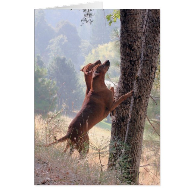 De eekhoorn Hunt (Voorkant)