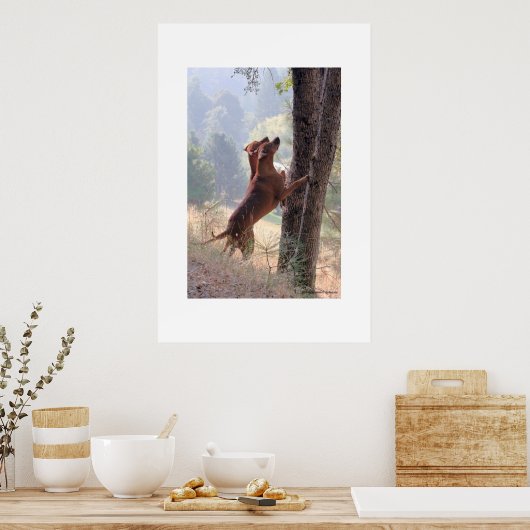 De eekhoorn Hunt Poster (Keuken)