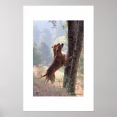 De eekhoorn Hunt Poster (Voorkant)