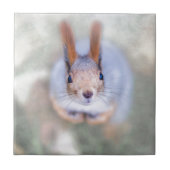 De eekhoorn kijkt naar je vanaf de bodem tegeltje (Voorkant)