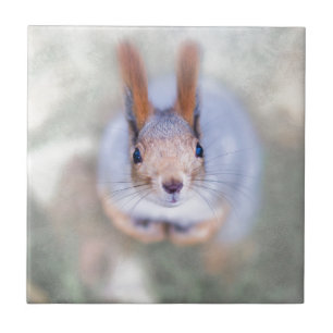 De eekhoorn kijkt naar je vanaf de bodem tegeltje