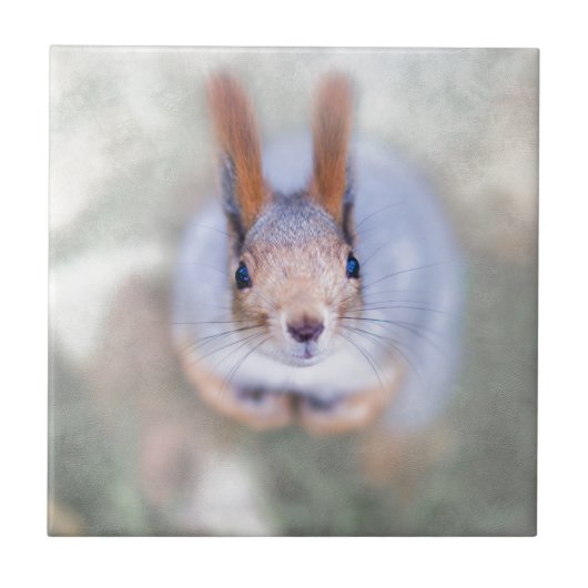 De eekhoorn kijkt naar je vanaf de bodem tegeltje (Voorkant)