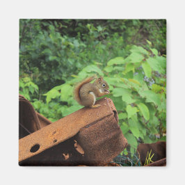 De Eekhoorn van Camo Magneet