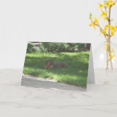 De Eekhoorn van de Jazz van de verjaardag Kaart (Gele Bloem)