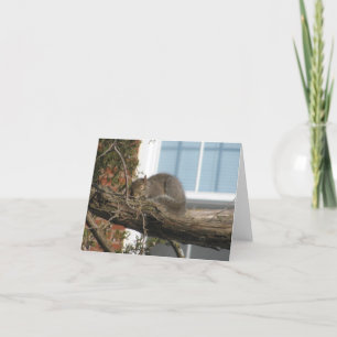 De Eekhoorn van de slaap Kaart