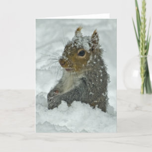 De Eekhoorn van de sneeuw Kaart