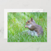 De Eekhoorn van de vos Briefkaart (Voorkant / Achterkant)