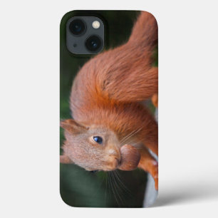 De Eekhoorn van het baby met het MiniHoesje van de iPhone 13 Hoesje