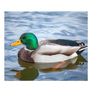 De Eend van de wilde eend Foto Afdruk