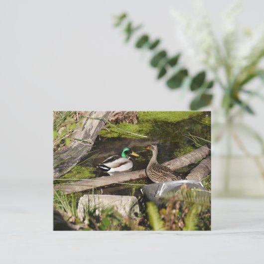 De Eenden van het Park van de ontdekking Briefkaart (Staand voorkant)