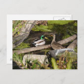 De Eenden van het Park van de ontdekking Briefkaart (Voorkant / Achterkant)