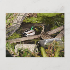 De Eenden van het Park van de ontdekking Briefkaart