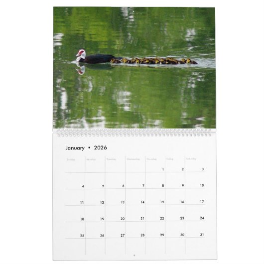 DE EENDENPATROUILLE, KALENDER 2024 (Jan 2026)