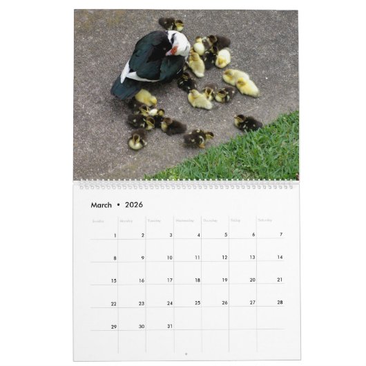 DE EENDENPATROUILLE, KALENDER 2024 (Mar 2026)