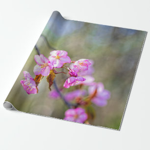 De eenvoudige schoonheid van Sakura Flowers Cadeaupapier