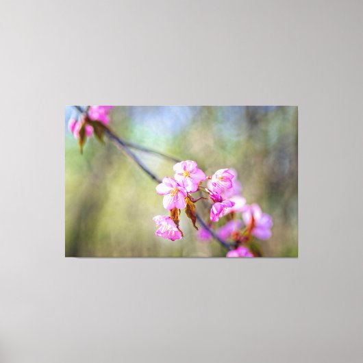 De eenvoudige schoonheid van Sakura Flowers in Spr Canvas Afdruk (Voorkant)