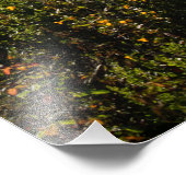 De eenzame boom in Point Lobos Foto Afdruk (Hoek)