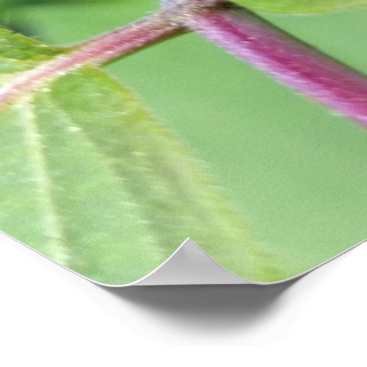 de eenzame ladybug poster (Hoek)