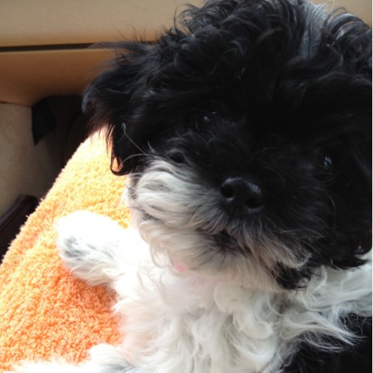 DE EERSTE KOMENDE MARRIAGE-DAN KOMT DE HONEYMOON! KAART