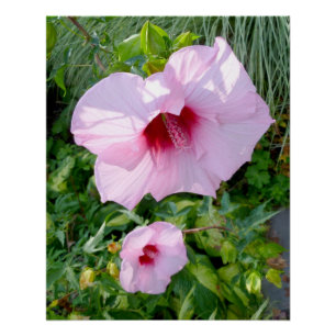 De eetbare ReuzeBloem van de Hibiscus Poster