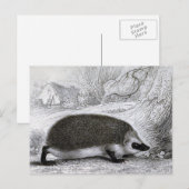 "De egel" Briefkaart (Voorkant / Achterkant)