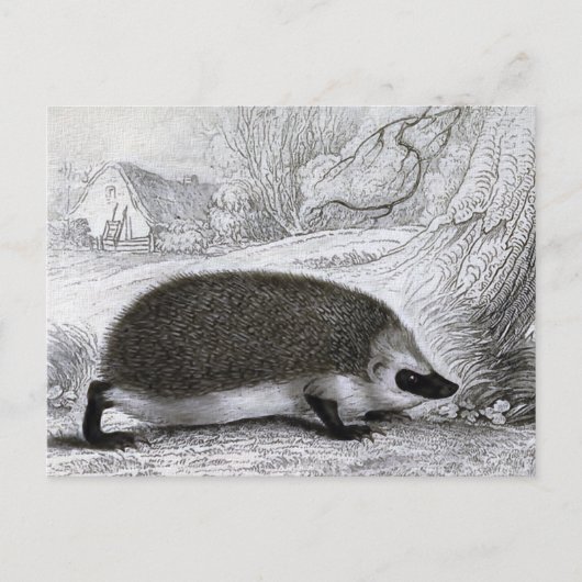 "De egel" Briefkaart (Voorkant)