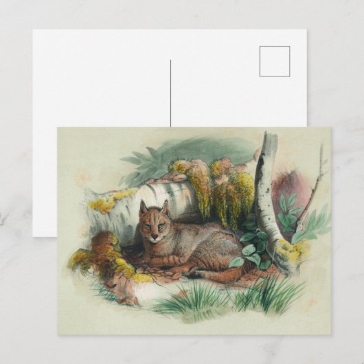 De Egyptische kat van Joseph Wolf Briefkaart (Voorkant / Achterkant)