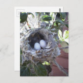 De Eieren van de kolibrie Briefkaart (Voorkant / Achterkant)