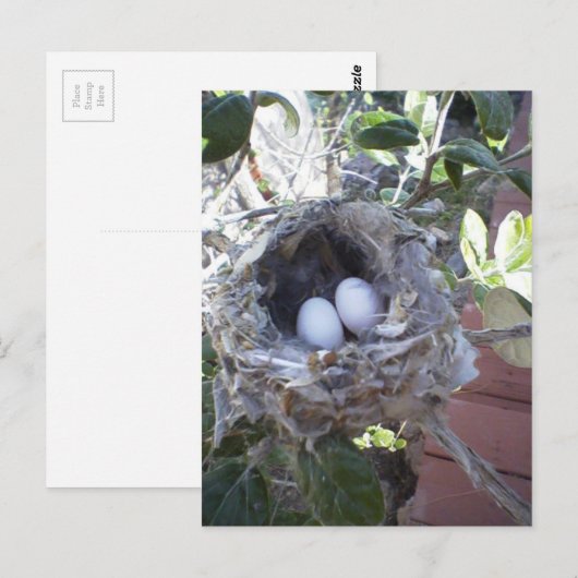 De Eieren van de kolibrie Briefkaart (Voorkant / Achterkant)