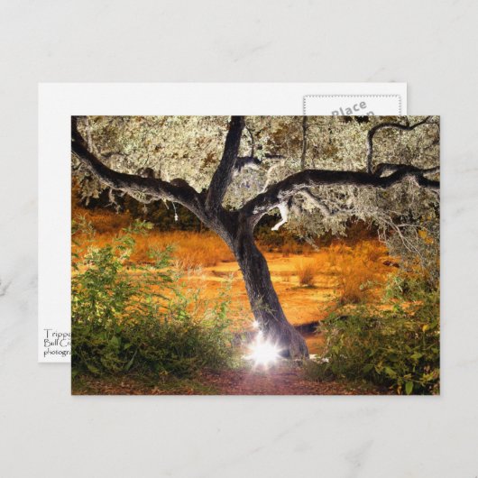 De Eiken Boom van Trippy Briefkaart (Voorkant / Achterkant)