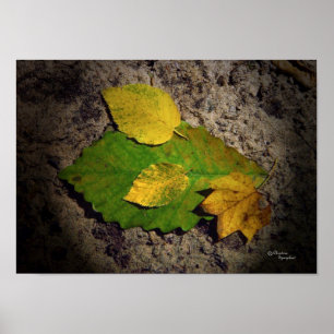 De eiken Druk van de Bladeren van de Esdoorn Poster