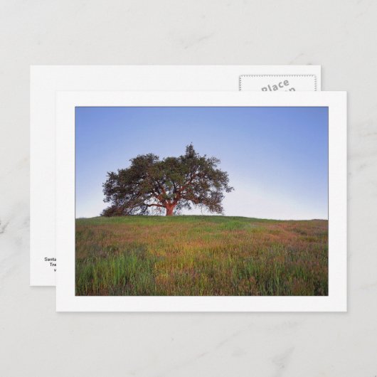 De "eiken Gloed van de Boom " Briefkaart (Voorkant / Achterkant)