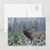 De Elanden van de stier in sneeuw die, het Briefkaart (Voorkant / Achterkant)