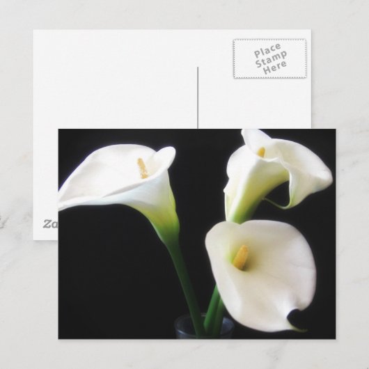 De elegante Calla Lelie bloeit 12 Briefkaart (Voorkant / Achterkant)
