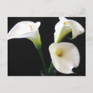 De elegante Calla Lelie bloeit 12 Briefkaart