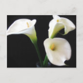 De elegante Calla Lelie bloeit 12 Briefkaart (Voorkant)