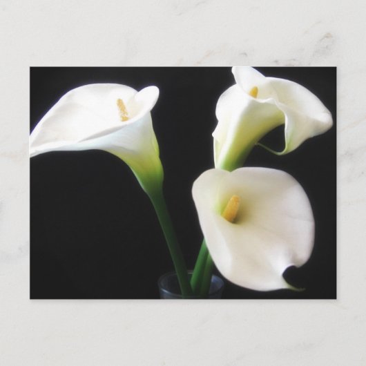 De elegante Calla Lelie bloeit 12 Briefkaart (Voorkant)