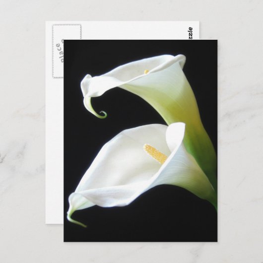De elegante Calla Lelie bloeit 8 Briefkaart (Voorkant / Achterkant)