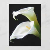 De elegante Calla Lelie bloeit 8 Briefkaart (Voorkant)