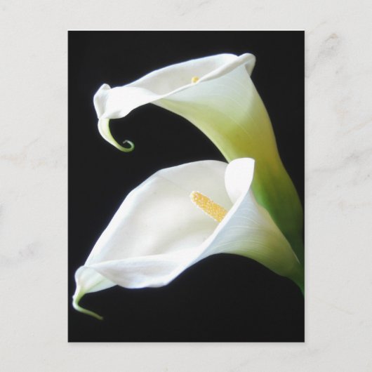 De elegante Calla Lelie bloeit 8 Briefkaart (Voorkant)