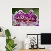 De Elegantie van Phalaenopsis Poster (Thuiskantoor)
