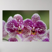 De Elegantie van Phalaenopsis Poster (Voorkant)