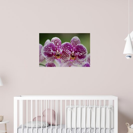 De Elegantie van Phalaenopsis Poster (Kinderkamer 2)
