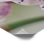 De Elegantie van Phalaenopsis Poster (Hoek)
